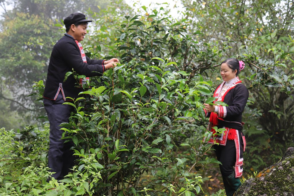 Experiences in Ha Giang Tea picking as local people 