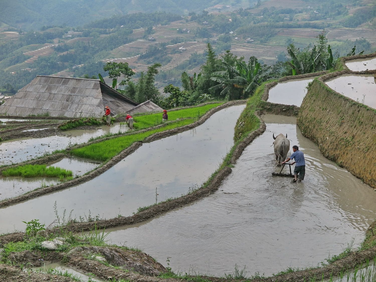 Rice-Field-Terrace-Responsible-Tourism-Ha-Giang-Vietnam-Do-Manh-Duc-TLT-1807_resize