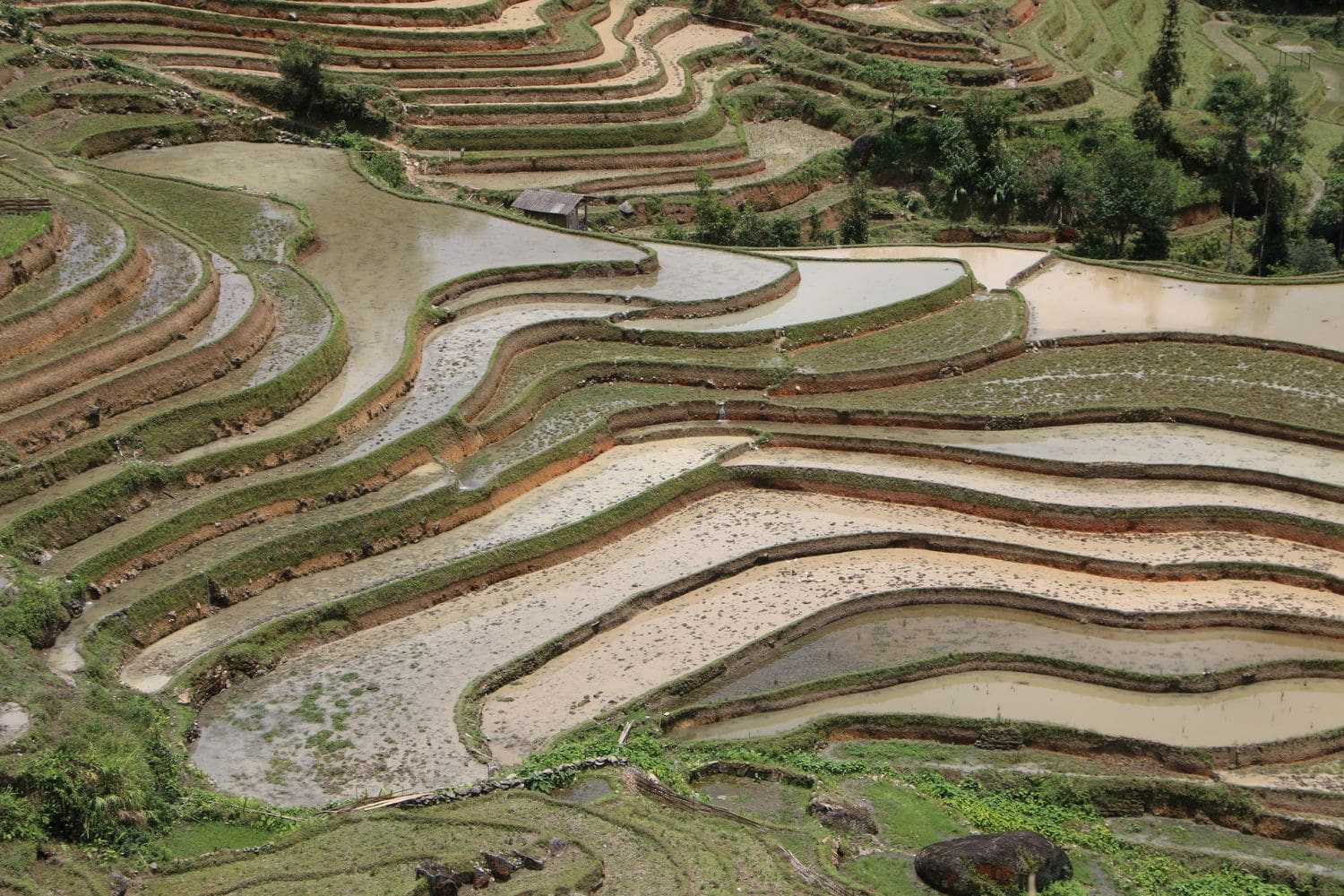 Rice-Field-Terrace-Responsible-Tourism-Ha-Giang-Vietnam-IMG_2686