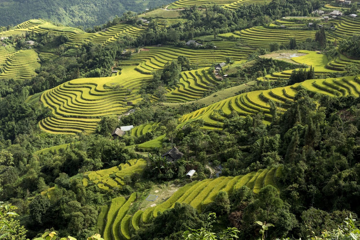 Rice-Field-Terrace-Responsible-Tourism-Ha-Giang-Vietnam-_B5A9787