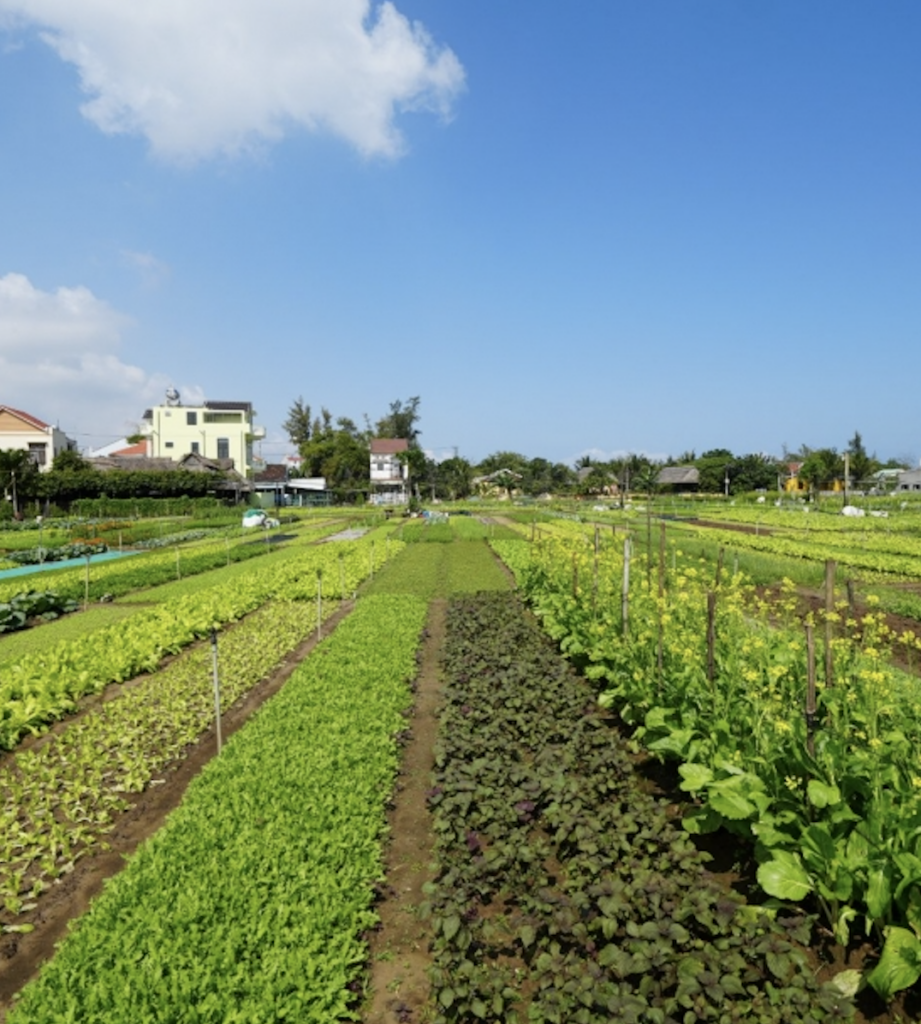 Tra Que Vegetable Village attracts tourists with its peacefulness, relaxation and 'healing'.