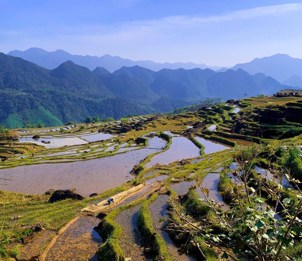 Pu Luong rice terrace